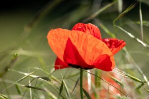 poppy-4258913_1920